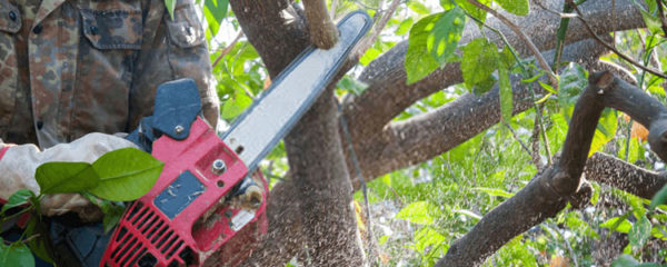 Elagage et abattage d'arbres