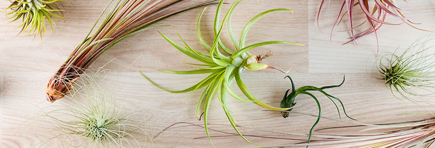 tillandsia